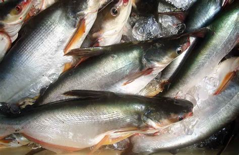 pangash fish|Pangasius Fish: Profile, Size, Range, Traits, Growth, .
